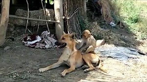 Dog becomes 'wet nurse' for orphan monkey