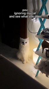 Anyone who has this kind of cat?🥴😅 | Chloe and Casper