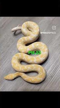 Why Colombian Rainbow Boas make excellent pets. Check out some genetic variations. Primo's Reptiles
