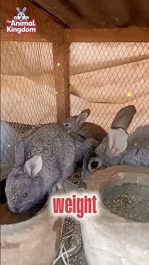 Top 10 Features of the American Chinchilla Rabbit