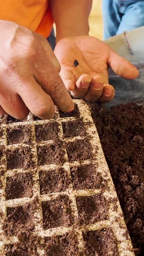 🌱🌲 Descubre el paso a paso para germinar semillas de pino Greggii 👨🏽‍🌾El productor Inovador Francisco de la región deCocucho, Michoacán, nos enseña cómo contribuir a un futuro más verde 💚🌲#pino #tutorial #semillas #tierra #agricultora #agriculture #forest #bosque #bosquedepinos #crepusculo #agriculturereels #fyp #viral #edwardcullen #lapush #agua #water #cocucho #suelo #pinodenavidad #fypシ゚viralシfypシ゚#world #pinetree #series #roscadereyes #agricultores #fypp #charolas #rancho #ranch #pure