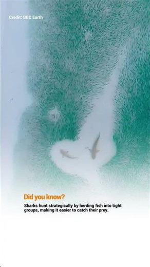 How Sharks Hunt with Precision #wildlife #wildlifeentertainment