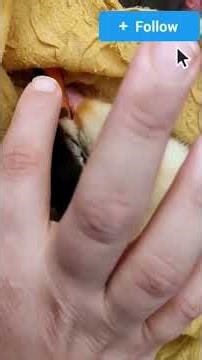 #funny ducks sleeping