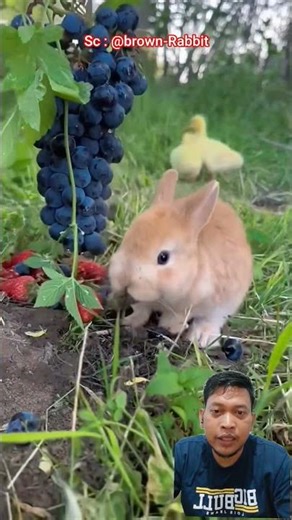 Cute Rabbit #greenscreen #rabbit #shorts #cute