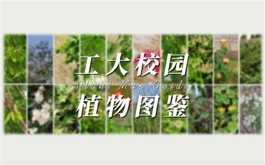 多图养眼——HFUT校园植物图鉴（白噪音解压版）