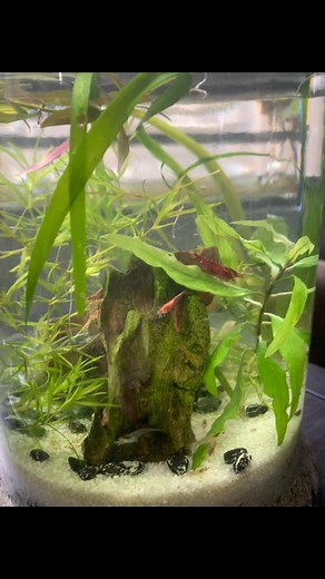 Shrimp Jar Aquascaping Guide
