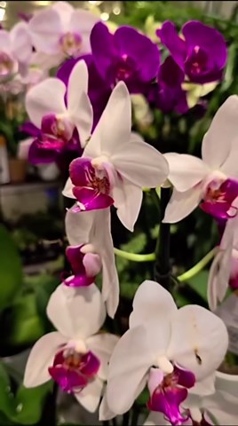 Handmade 100% Thai Bamboo Hanging Orchid Basket – 4 Inch, 5 Inch, 6 Inch (Triple Set)