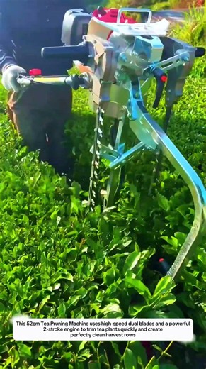 Tea Pruning Machine Cuts Perfect Harvest Rows Fast with 52cm Portable 2-Stroke Trimming System