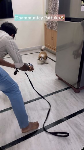 Rocky🐾 on Instagram: "Dhammuntey pattuko ra shikavath🐶😝 #dogofinstagram #petlovers #rocky #viralvideos #cute #shitzu #viral #trending #pushpa2"