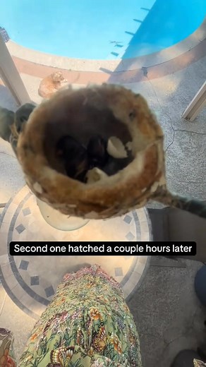 Finally, hummingbird eggs hatched today!!! 🐣🐣 Welcome to the world babies….They are so tiny! #Hummingbirdlove #hummingbird #reel #animals #videobird #viral #bird #nature #animais | Hummingbird Love