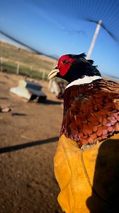 I can’t be convinced that he isn’t crocheted 🧶 #pheasant #pheasantfarm | Pete’s Pheasant Farm