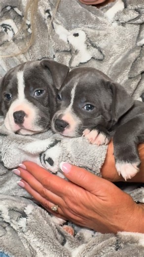 Izy The Staffy on Instagram: "Bruno ❤️ and Frances 💚 having the snuggliest cuddle ever with Julie in her silky soft @herdy_uk Sheppy fleece hoody 🥰🐾 These two absolutely melted into her, full belly, warm fleece, gentle strokes… pure puppy bliss. There’s nothing quite like Staffy cuddles, especially when they’re this tiny and this adorable 💞🐶 #BlueStaffy #StaffyPuppy #StaffyLove #PuppyLove #Dogsofinstagram #Puppiesofinstagram #Dogfamily #Doglovers #IzyStaffyWolfpack #Puppymagic #CuteDogs #Ti