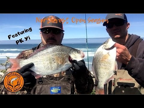 Giant Oregon Surf Perch
