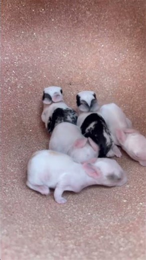 #song #rabbit #rabbitlovers #bunny #foryou #cute #pets #cutebunny #animals #love