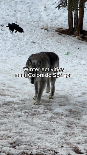 Exciting Winter Activities in Colorado Springs