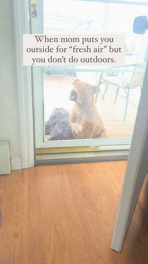 Diana A. | Pet Influencer + Content Creator on Instagram: "Having an awful time out here 🫠 #dogstagram #igdogs #rednosepitbulls #cutepitbull #bullybreed #dontbullymybreed #pitbullsarelove #pitbullswag #cutedogvideo #funnydog #barked #bestwoofn#nugget #dogfeatures #pitbullsinstagram #pitbullsociety #pitbullsforlife #help"