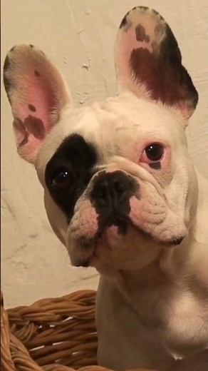 The truth about French Bulldogs – why they are so incredibly popular!