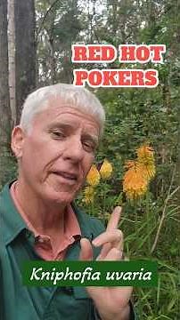 Red Hot Pokers, grower tips