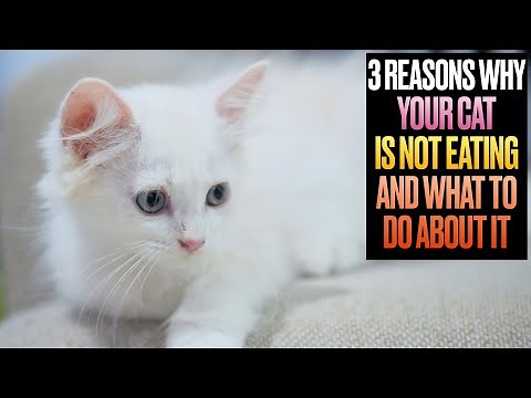 3 Reasons Why Your Cat is Not Eating and What to Do About It