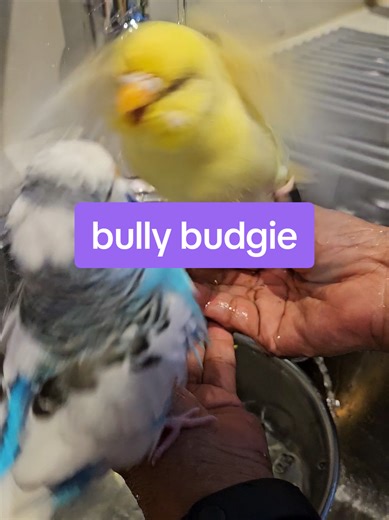 Poppop the Bully: A Female Budgie's Territorial Behavior