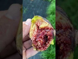 Feigensorte "Allix"