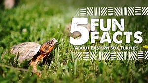 Today the Virginia Safari Park is observing World Turtle Day with our Eastern Box Turtles, Bonnie and Clyde. They join our general curator Sarah as she shares 5 Fun Facts about Eastern Box Turtles you may not know! | Virginia Safari Park - Virginia's Only Drive-Thru Safari Adventure