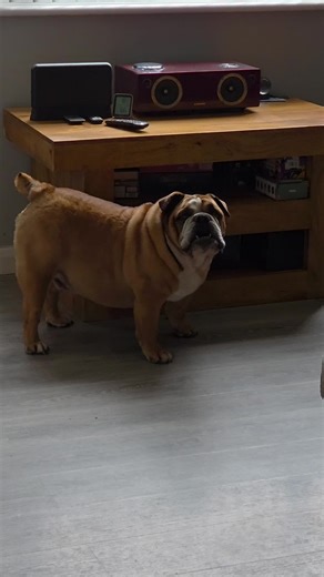 Understanding English Bulldog Behavior