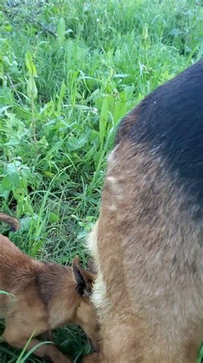 #malinois #dog #animals #puppy #shortvideo #live #motivation #viral #germanshepherd