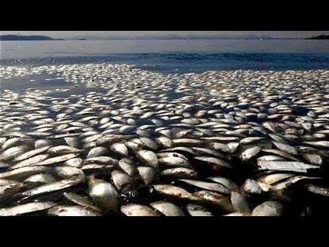 Dozens of Dead Fish Wash Ashore on Cape San Blas | Eerie Gulf Mystery