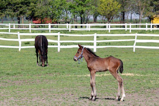 What Is A Baby Horse Called? A Complete Foal Guide
