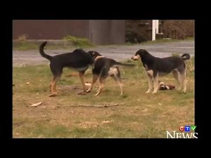 WOLF ATTACKS DOG 2018 MUST WATCH!