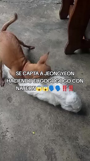 Mascotas Realizando Gogogo: Descubre el Mundo Animal