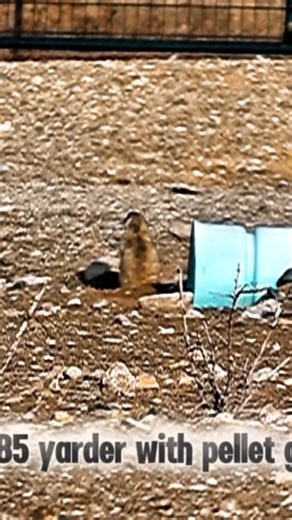 Prairie Dog hunting #easyasdice #pestcontrol #targetacquired #hunting