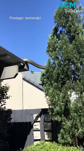 32K views · 198 reactions | A Queensland family were stunned after a giant five-metre long carpet python was spotted climbing from tree to tree in their backyard. #ACM #TrustedVoice #Snake | The Bendigo Advertiser | Facebook