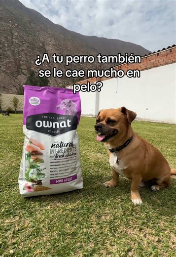 Bruno no se queda calvo con comida Ownat Perú