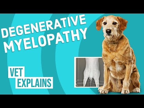 Degenerative Myelopathy in Dogs