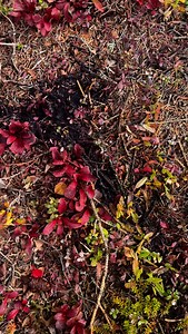 Steven Rinella on Instagram: "Does a bear get the shits in the woods? I had stashed three isobutane fuel canisters under an overturned tree root with a big rock on top at our moose camp and a bear dug them out. He sunk his canines through one can. This trail of bear diarrhea was about 8’ away. Coincidence? If you could interview bears, that’d be the best podcast in the world."