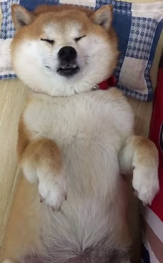 #shiba #shibainu #柴犬