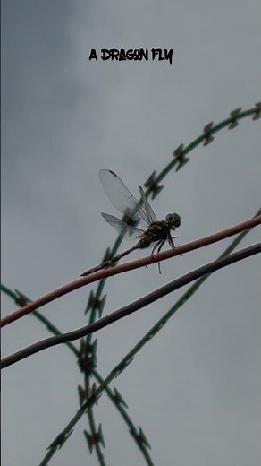 DAMSEL vs DRAGON FLY-#odonata