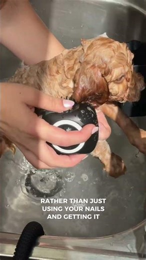 best dog shampoo brush