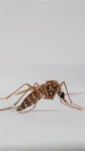 Daily CRISPR Updates on Instagram: "Researchers have developed a novel genetic approach to distinguish male and female Aedes albopictus mosquitoes through a visually discernible trait – a yellow body for females and dark pigmentation for males. Using CRISPR gene editing, they disrupted the yellow pigmentation gene and restored it exclusively in males, facilitating automatic sex separation. This method also includes a safety mechanism: the yellow females produce eggs sensitive to desiccation, pre