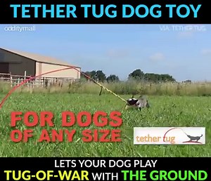 39K views · 184 reactions | A great way for your dog to exude some...