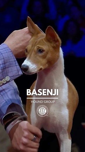 Known as Africa's "Barkless Dog," Basenji's are poised and intelligent, and are best for owners who can meet their exercise needs. They can be aloof and cautious with strangers, but open and calm with friends. Learn more about these cat-like canines: ➡️ https://bit.ly/4ppREjM | American Kennel Club