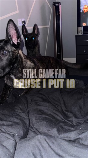 Inspiration from My Dutch Shepherd Journey