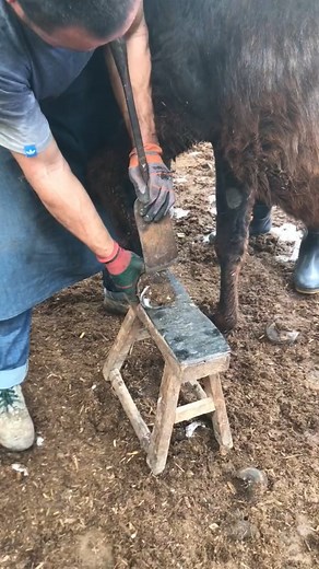 80K views · 818 reactions | Find Your Calm with the Mesmerizing Process of Donkey Hoof Trimming  #HoofTrimming #FarmLife #AnimalCare #HealthyHooves #LivestockWellness | Trim Masters | Facebook