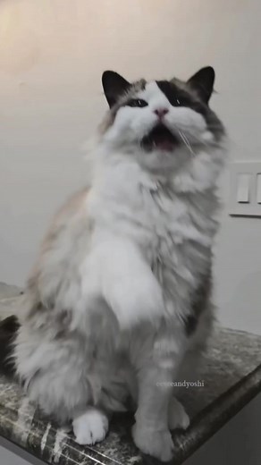 More like meow sadness bracket | Eevee and Yoshi, Ragdoll cats