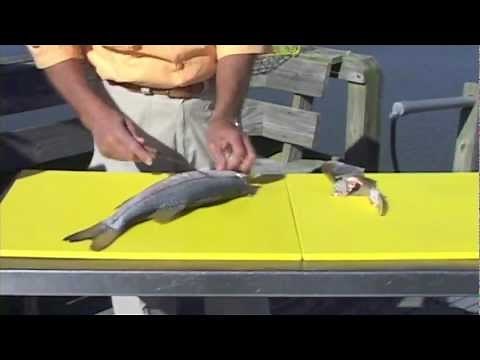 How to clean Snook by Captain Vincent Russo