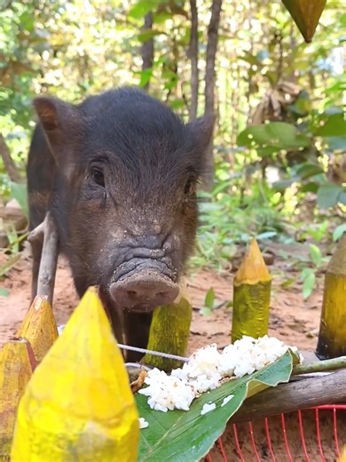 Quick Wild Boar Traps Using Sharp Wood