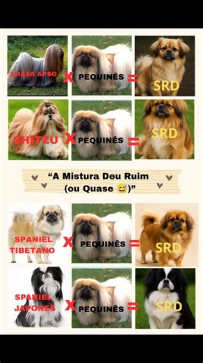 Nem toda mistura dá certo 🐾 Lhasa, Shih Tzu, Spaniel Tibetano e Spaniel Japonês são raças nobres, mas cada uma tem estrutura, pelagem e temperamento bem diferentes. Quando cruzadas com o Pequinês, podem gerar cães com problemas respiratórios, de coluna e manutenção complexa do pelo. 💡 O resultado pode até parecer engraçado — o “vira-lata real do Oriente” — mas por trás do charme existe um alerta de saúde e responsabilidade. 👉 Criar é entender genética, não misturar por aparência. Eduque, resp