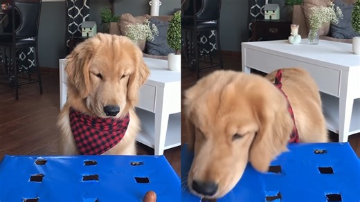 Dog Tries the Wiener Challenge